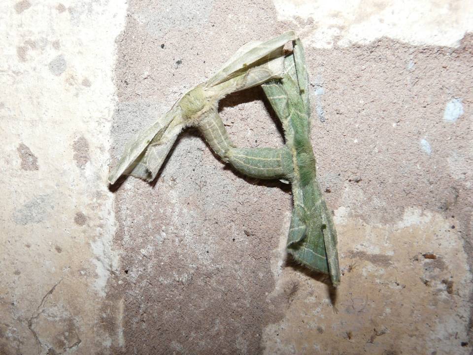 FIGURE 5 FIGURE 5